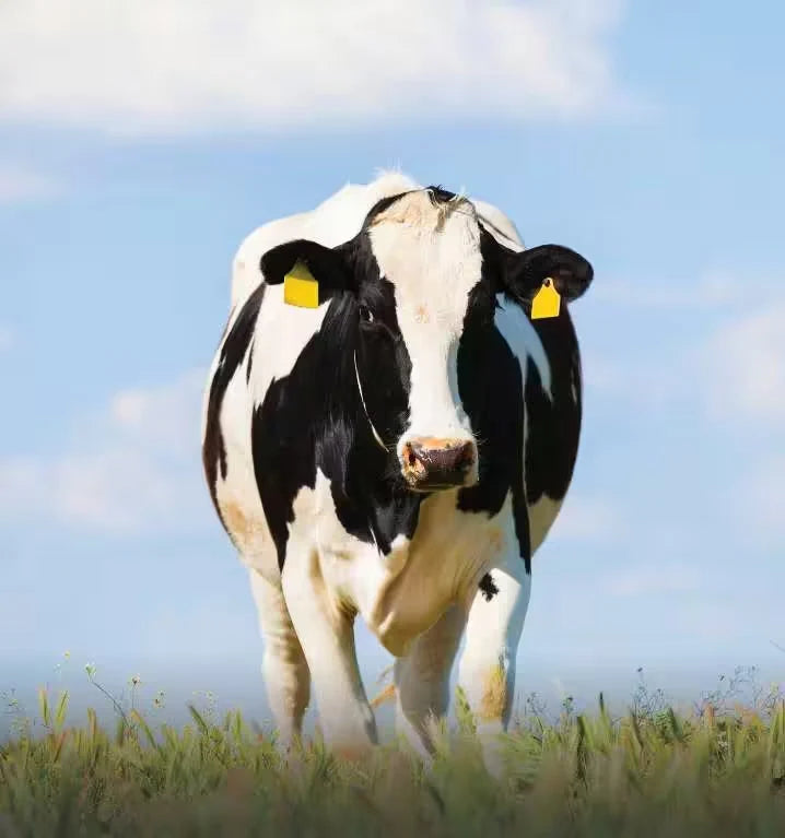All Canadian Dairy